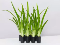 Shrubs Full Sun Neomarica Gracilis 'Walking Iris'