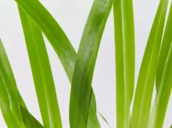 Shrubs Full Sun Neomarica Gracilis 'Walking Iris'