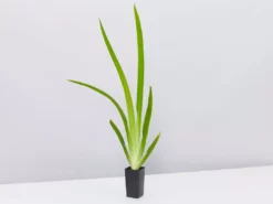 Shrubs Full Sun Neomarica Gracilis 'Walking Iris'