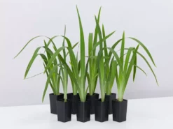 Shrubs Border Plants Neomarica Caerulea Indigo Blue