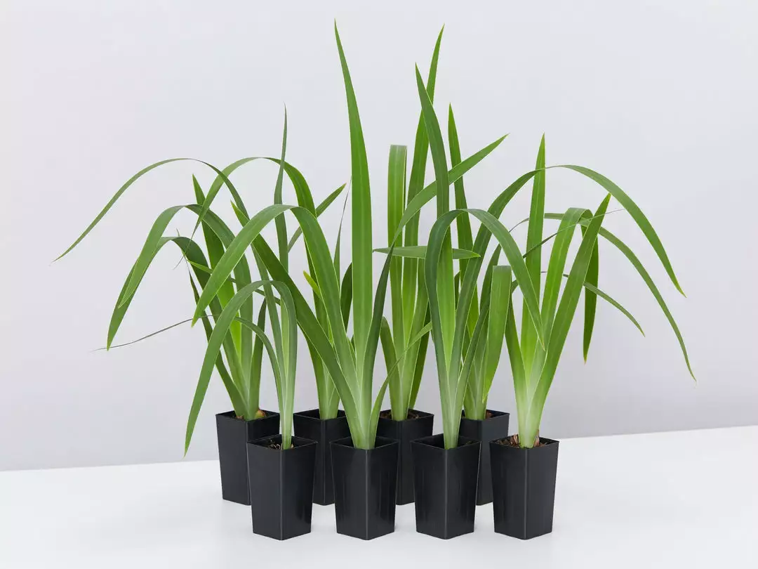 Shrubs Border Plants Neomarica Caerulea Indigo Blue 3 Shrubs Border Plants Neomarica Caerulea Indigo Blue