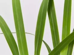 Shrubs Border Plants Neomarica Caerulea Indigo Blue