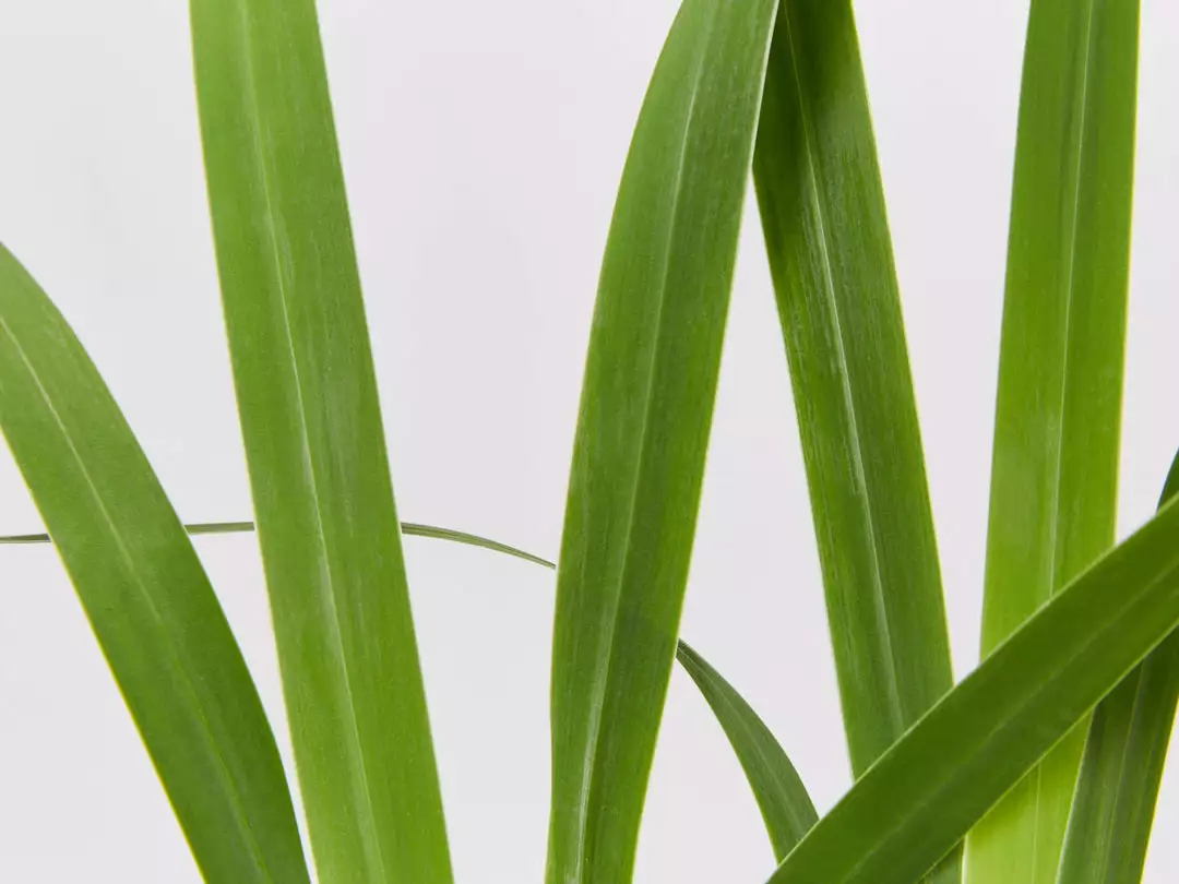 Shrubs Border Plants Neomarica Caerulea Indigo Blue 4 Shrubs Border Plants Neomarica Caerulea Indigo Blue