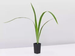 Shrubs Border Plants Neomarica Caerulea Indigo Blue 8 Shrubs Border Plants Neomarica Caerulea Indigo Blue