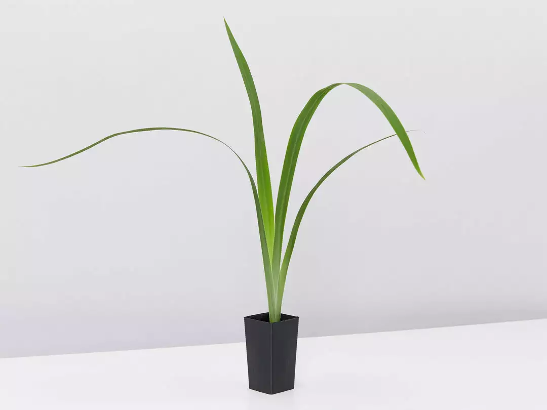 Shrubs Border Plants Neomarica Caerulea Indigo Blue 5 Shrubs Border Plants Neomarica Caerulea Indigo Blue