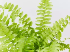 Indoor Garden Fern Mixed Pack 85mm 15 Indoor Garden Fern Mixed Pack 85mm