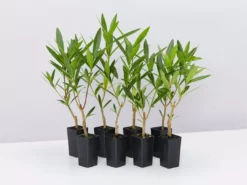 Shrubs Nerium Oleander Double Pink