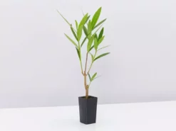 Shrubs Nerium Oleander Double Pink