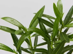 Hedge Shrubs Nerium Oleander Dwarf Apricot