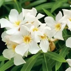 Hedge Shrubs Nerium Oleander "Madonna"