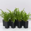 Indoor Garden Ground Covers Nephrolepis Cordifolia Duffii 1 Indoor Garden Ground Covers Nephrolepis Cordifolia Duffii