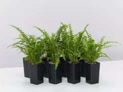 Indoor Garden Ground Covers Nephrolepis Cordifolia Duffii