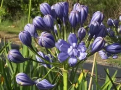 Plants In A Box Agapanthus Double Blue Boy Hedging Plants