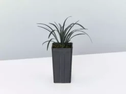 Shrubs Ophiopogon Planiscapus Nigrescens Black Mondo