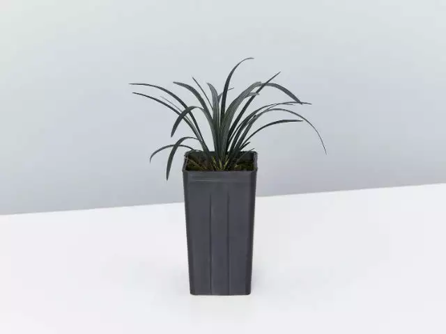 Shrubs Ophiopogon Planiscapus Nigrescens Black Mondo 4 Shrubs Ophiopogon Planiscapus Nigrescens Black Mondo