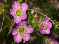 Shrubs Leptospermum Rotundifolium Lavender Queen
