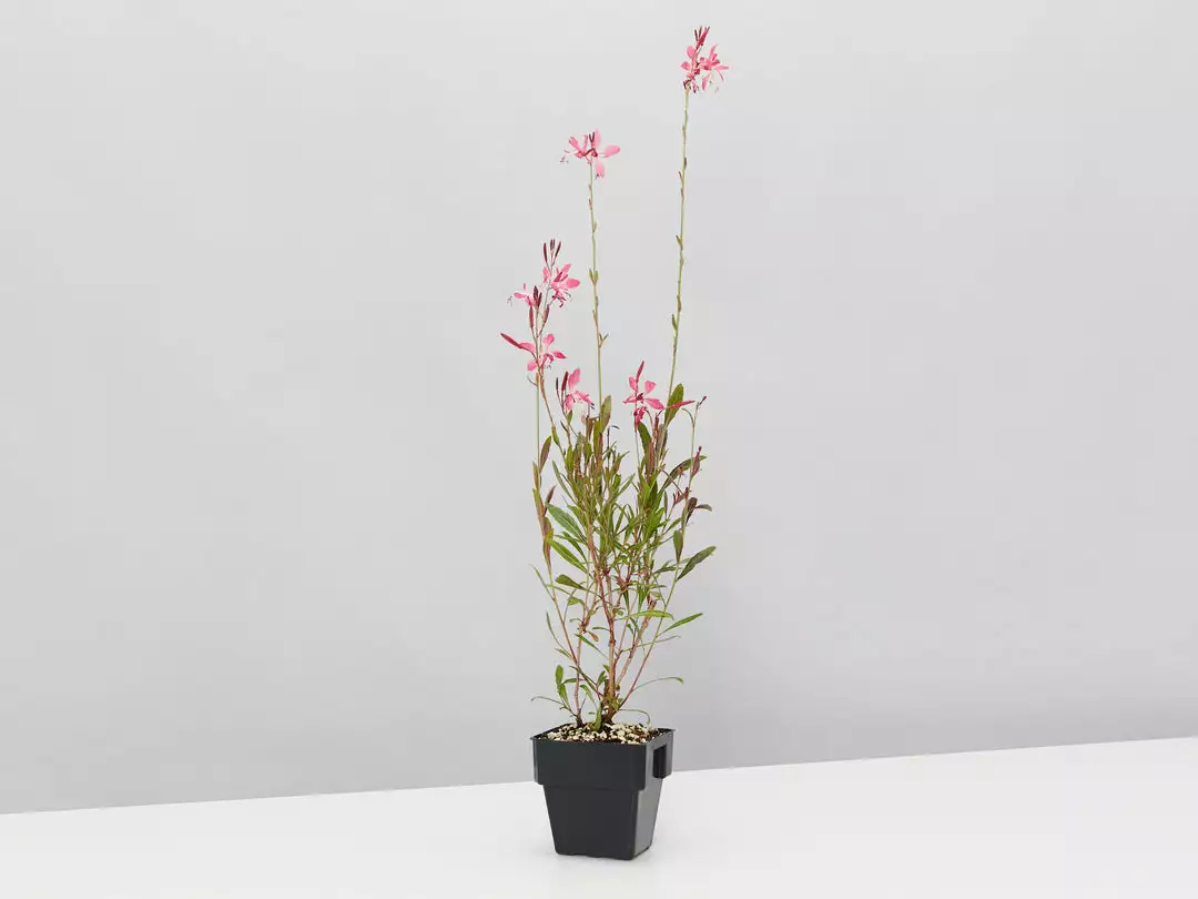 Shrubs Oenothera (Gaura) Lindheimeri Belleza Compact Light Pink 85mm 5 Shrubs Oenothera (Gaura) Lindheimeri Belleza Compact Light Pink 85mm