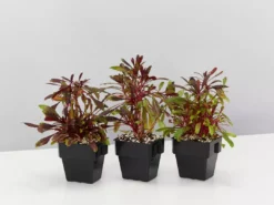 Shrubs Oenothera (Gaura) Lindheimeri Little Janie 85mm