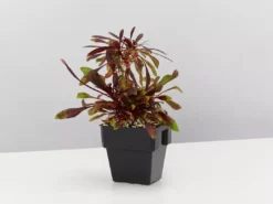 Shrubs Oenothera (Gaura) Lindheimeri Little Janie 85mm