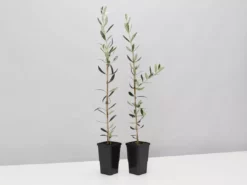 Shrubs Olive Tree - Olea Europaea Manzanillo - 2 Pack