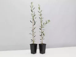 Shrubs Olive Tree Olea Europaea Picual