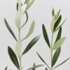 Shrubs Olea Europaea Frantoio 'Olive Tree' 90mm 1 Shrubs Olea Europaea Frantoio 'Olive Tree' 90mm