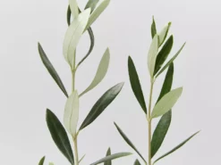 Shrubs Olive Tree - Olea Europaea Manzanillo - 2 Pack
