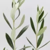Shrubs Olea Europaea Frantoio 'Olive Tree' 2 Shrubs Olea Europaea Frantoio 'Olive Tree'