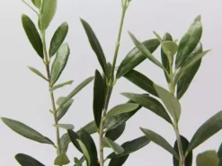 Shrubs Olive Tree - Olea Europaea Arberquina