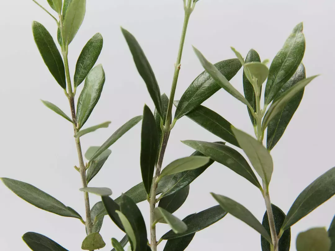 Shrubs Olive Tree - Olea Europaea Arberquina 4 Shrubs Olive Tree - Olea Europaea Arberquina