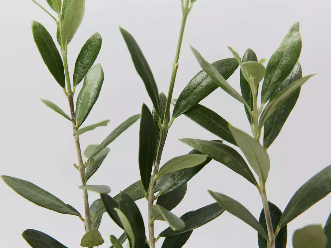 Shrubs Olive Tree Olea Europaea Manzanillo 4 Shrubs Olive Tree Olea Europaea Manzanillo