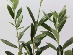 Shrubs Olive Tree - Olea Europaea Koroneiki