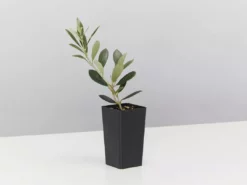 Shrubs Olive Tree - Olea Europaea Koroneiki