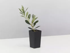 Shrubs Olive Tree Olea Europaea Manzanillo 11 Shrubs Olive Tree Olea Europaea Manzanillo