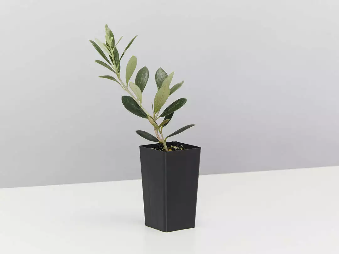 Shrubs Olive Tree Olea Europaea Manzanillo 6 Shrubs Olive Tree Olea Europaea Manzanillo