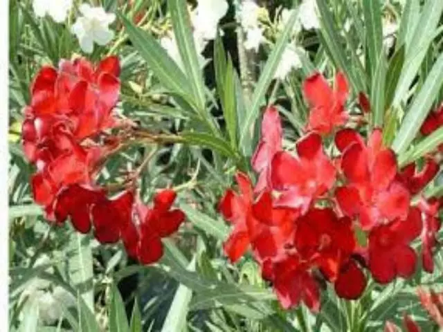 Hedge Nerium Oleander "delphine" 4 Hedge Nerium Oleander "delphine"