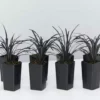 Shrubs Ophiopogon Planiscapus Nigrescens Black Mondo