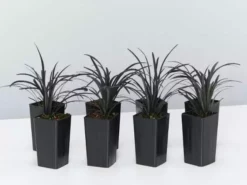 Shrubs Ophiopogon Planiscapus Nigrescens Black Mondo