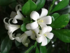 Shrubs Hedging Plants Murraya Paniculata Mock Orange
