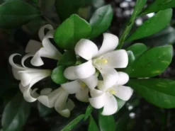 Hedge Murraya Hip-High Shrubs