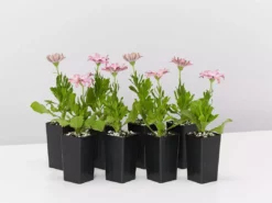 Shrubs Osteospermum Ecklonis Serenity Pink Magic Border Plants