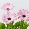 Shrubs Osteospermum Ecklonis Serenity Pink Magic Border Plants 1 Shrubs Osteospermum Ecklonis Serenity Pink Magic Border Plants