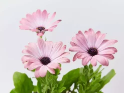 Shrubs Osteospermum Ecklonis Serenity Pink Magic Border Plants