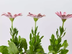 Shrubs Osteospermum Ecklonis Serenity Pink Magic Border Plants