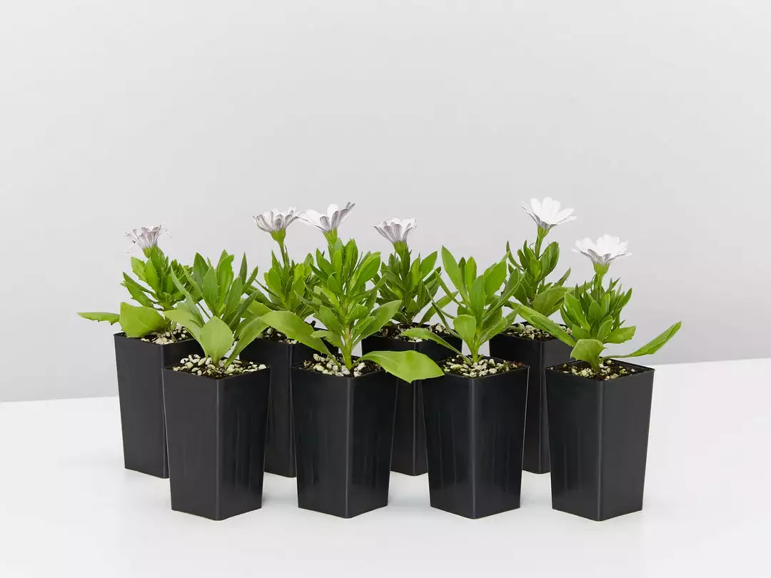 Shrubs Osteospermum Ecklonis Serenity White 4 Shrubs Osteospermum Ecklonis Serenity White