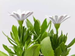 Shrubs Osteospermum Ecklonis Serenity White 10 Shrubs Osteospermum Ecklonis Serenity White