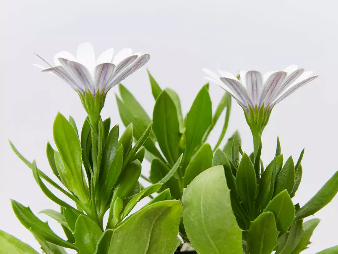 Shrubs Osteospermum Ecklonis Serenity White 6 Shrubs Osteospermum Ecklonis Serenity White