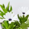 Shrubs Osteospermum Ecklonis Serenity White 1 Shrubs Osteospermum Ecklonis Serenity White