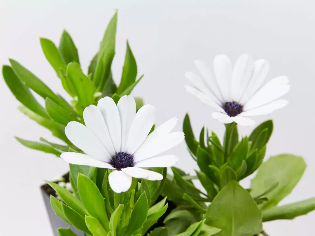 Shrubs Osteospermum Ecklonis Serenity White 3 Shrubs Osteospermum Ecklonis Serenity White