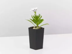 Shrubs Osteospermum Ecklonis Serenity White 9 Shrubs Osteospermum Ecklonis Serenity White